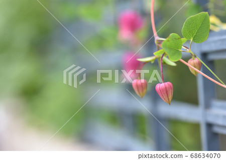 Red vase-shaped clematis blooming like a lantern 68634070