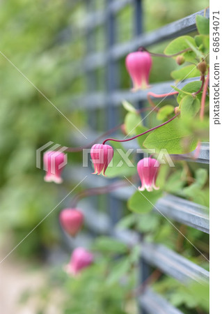 Red vase-shaped clematis blooming like a lantern 68634071
