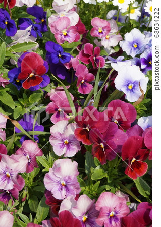 Spring Flower Field 68634222