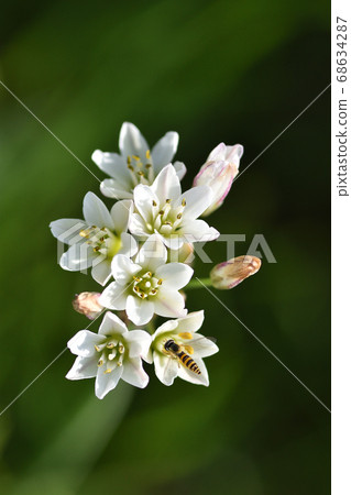 竹筍的花，看起來像細香蔥，但聞起來不像細香蔥 68634287