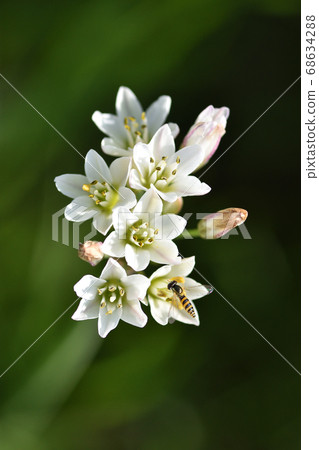 竹筍的花,看起來像細香蔥,但聞起來不像細香蔥 竹筍的花,看起來像細香蔥,但聞起來不像細香蔥 68634288