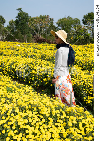 woman stand in the yellow chrysanthemum farm 68634354