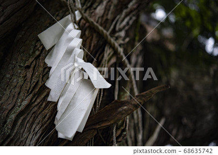 用紙包裹的聖樹 68635742