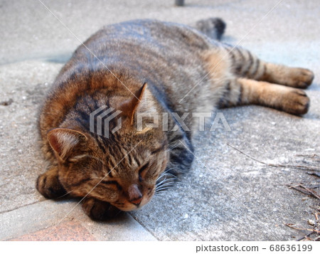 A friendly cat waiting for passengers to arrive in front of the station A friendly cat waiting for passengers to arrive in front of the station 68636199