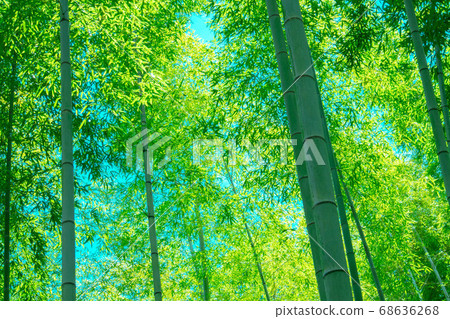 Bright green bamboo forest Bright green bamboo forest 68636268