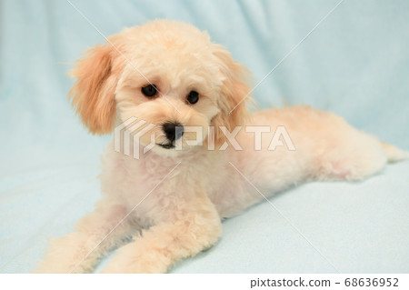 Marupu Marupu 68636952