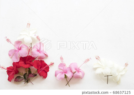 colorful flower pink red white hibiscus  floral of asia arrangement flat lay postcard style 68637125