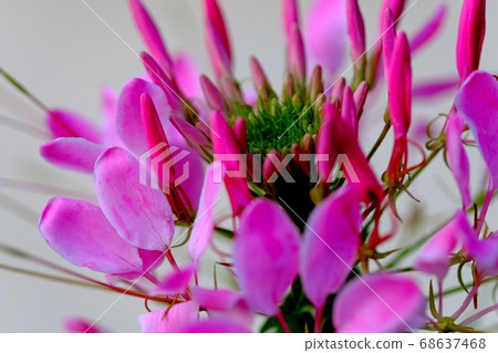 Hortus ossium Hortus ossium 68637468