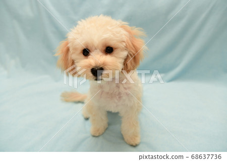 Marupu Marupu 68637736