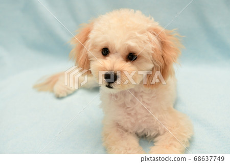 Mulpu Mulpu 68637749