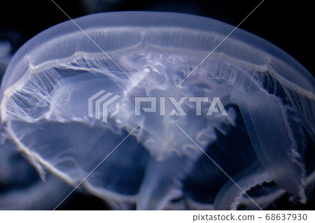 The back side of a medusa jellyfish ② Ultra close-up The back side of a medusa jellyfish ② Ultra close-up 68637930