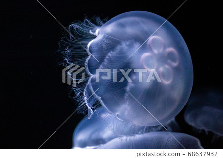 Water jellyfish swimming Water jellyfish swimming 68637932