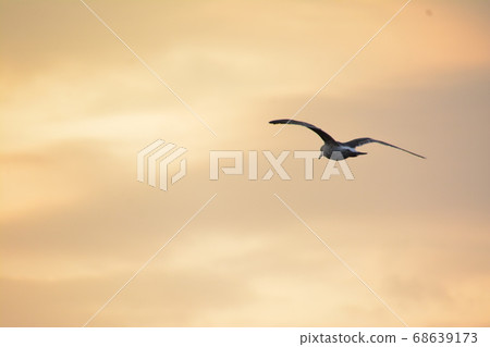 托比在黃昏的天空中飛翔 68639173