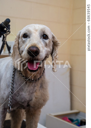 Dog breed Grudle Dog breed Grudle 68639545