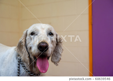 狗的品種 68639546