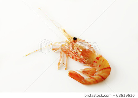 Button shrimp on white background 68639636