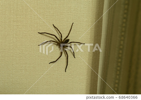 Sudden spider that suddenly appeared Sudden spider that suddenly appeared 68640366
