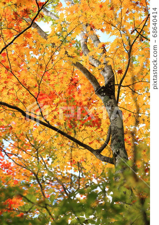 Nikko Autumn, Nikko City, Tochigi Prefecture Nikko Autumn, Nikko City, Tochigi Prefecture 68640414