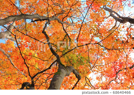 Nikko Autumn, Nikko City, Tochigi Prefecture Nikko Autumn, Nikko City, Tochigi Prefecture 68640466