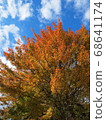 Autumn leaves of the museum trees 68641174