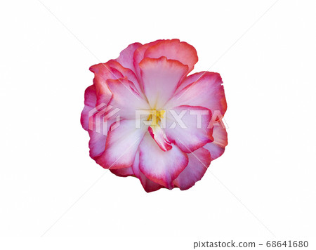 Begonia pink flower isolate on white background 68641680