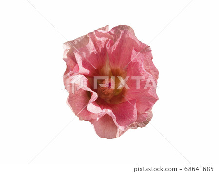 Mallow pink flower bud isolate on a white  68641685