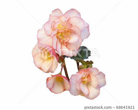 Begonia delicate pink flower isolate on white  68641921