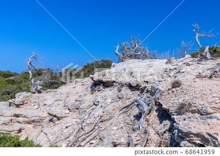 Dry sun-weathered tree trunks by the sea Dry sun-weathered tree trunks by the sea 68641959