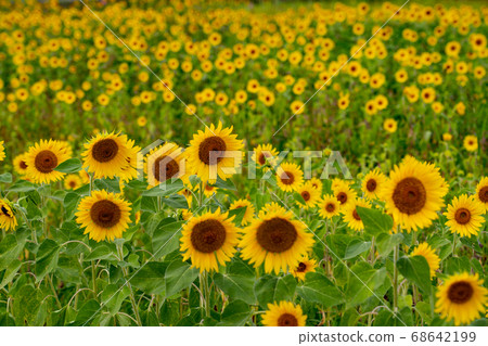 Sunflower field in Isshi Town, Tsu City, Mie Prefecture Sunflower field in Isshi Town, Tsu City, Mie Prefecture 68642199