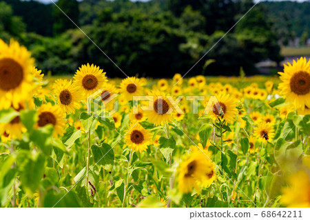 Sunflower field in Isshi Town, Tsu City, Mie Prefecture Sunflower field in Isshi Town, Tsu City, Mie Prefecture 68642211