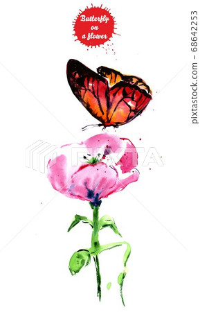 Watercolor drawing red butterfly on a flower. Beautiful red butterfly drinks nectar from a flower Watercolor drawing red butterfly on a flower. Beautiful red butterfly drinks nectar from a flower 68642253