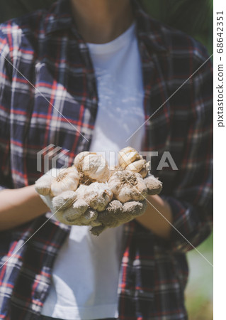 garlic, harvest, female 68642351