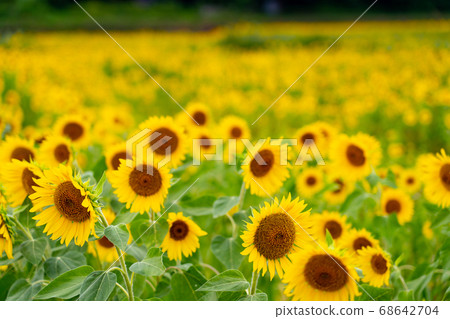 Sunflower field in Isshi Town, Tsu City, Mie Prefecture 68642704