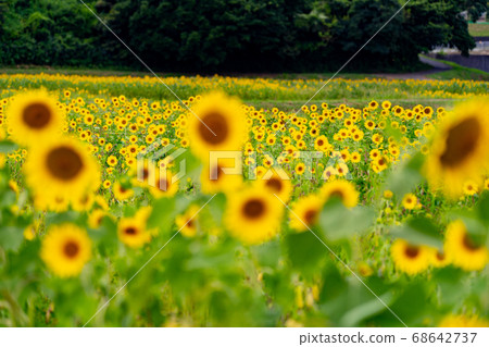 Sunflower field in Isshi Town, Tsu City, Mie Prefecture 68642737