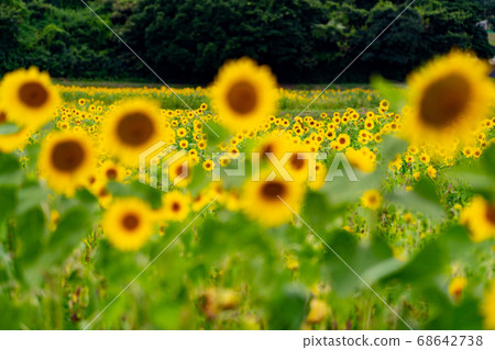 三重縣津市一石鎮的向日葵田 68642738