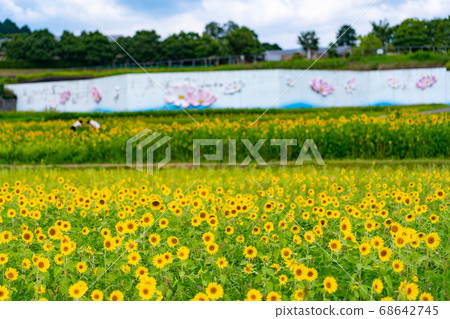 Sunflower field in Isshi Town, Tsu City, Mie Prefecture 68642745