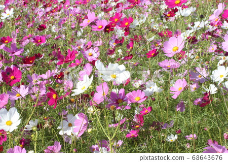 盛開的花園的波斯菊 68643676