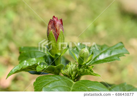 The beginning of blooming red hibiscus 68643877