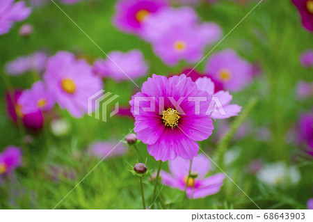 宇宙 宇宙 68643903