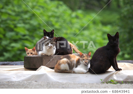 五隻貓盯著森林背景 68643941