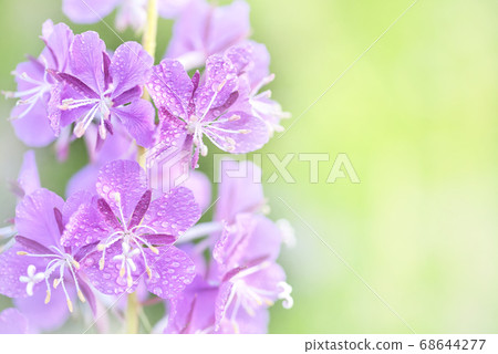 Purple fireweed flowers close up on an blur Purple fireweed flowers close up on an blur 68644277