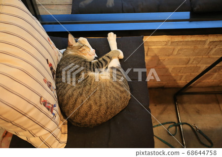 the domestic cat in Chiang Mai city cafe 68644758