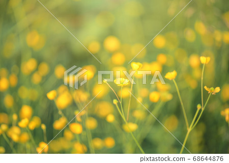 Silverweed, Potentilla anserina yellow flower in Silverweed, Potentilla anserina yellow flower in 68644876