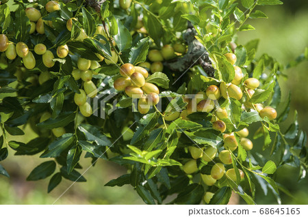 Jujube Tree Stock Photo