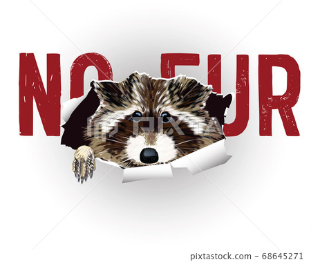Vector poster no fur products. Save the animals. A cute and fluffy raccoon looks out from a torn leaf. For design posters and cards. Vector poster no fur products. Save the animals. A cute and fluffy raccoon looks out from a torn leaf. For design posters and cards. 68645271