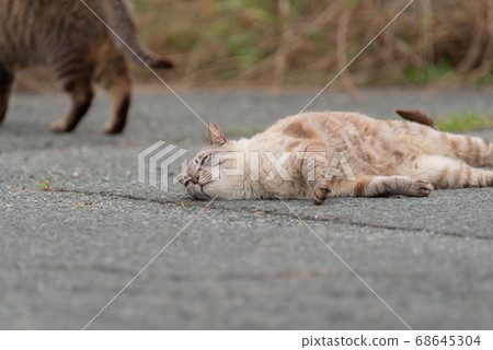 Cats rubbing down 68645304