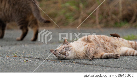 Cats rubbing down Cats rubbing down 68645305