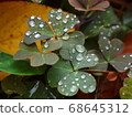 The appearance of being wet with morning dew is impressive 68645312