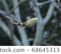 When you find a bud, you feel that spring is approaching 68645313