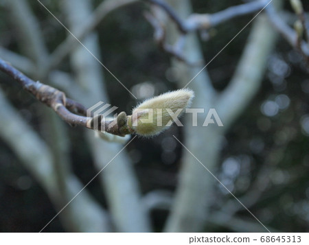 When you find a bud, you feel that spring is approaching 68645313